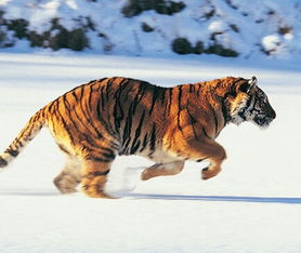 周公解梦梦见老虎,遇见猛虎,是吉是凶?-泡学网-奕声情感,PUA,展示面,撩妹,聊天,情感挽回,泡学书籍,迷男方法,泡学网白鹤,搭讪,恋爱技巧,泡妞秘籍,社交软件,怎么追女生