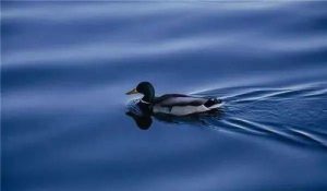 周公解梦梦见水,梦见水解释什么-泡学网-奕声情感,PUA,展示面,撩妹,聊天,情感挽回,泡学书籍,迷男方法,泡学网白鹤,搭讪,恋爱技巧,泡妞秘籍,社交软件,怎么追女生