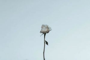 不纠缠了男人多久会想起你-泡学网-奕声情感,PUA,展示面,撩妹,聊天,情感挽回,泡学书籍,迷男方法,泡学网白鹤,搭讪,恋爱技巧,泡妞秘籍,社交软件,怎么追女生