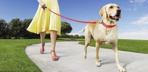 养狗的女人不能娶是真的吗?-泡学网-奕声情感,PUA,展示面,撩妹,聊天,情感挽回,泡学书籍,迷男方法,泡学网白鹤,搭讪,恋爱技巧,泡妞秘籍,社交软件,怎么追女生