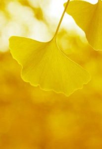 银杏叶的心情说说,银杏树下的浪漫文案-泡学网-奕声情感,PUA,展示面,撩妹,聊天,情感挽回,泡学书籍,迷男方法,泡学网白鹤,搭讪,恋爱技巧,泡妞秘籍,社交软件,怎么追女生