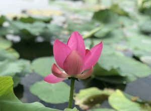 荷花短句八个字-泡学网-奕声情感,PUA,展示面,撩妹,聊天,情感挽回,泡学书籍,迷男方法,泡学网白鹤,搭讪,恋爱技巧,泡妞秘籍,社交软件,怎么追女生