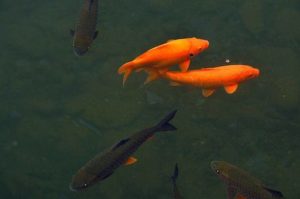 孕妇梦见鱼是生男生女皆有可能-泡学网-奕声情感,PUA,展示面,撩妹,聊天,情感挽回,泡学书籍,迷男方法,泡学网白鹤,搭讪,恋爱技巧,泡妞秘籍,社交软件,怎么追女生