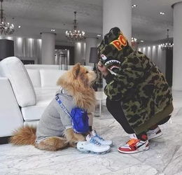 舔狗最卑微的一句话-泡学网-奕声情感,PUA,展示面,撩妹,聊天,情感挽回,泡学书籍,迷男方法,泡学网白鹤,搭讪,恋爱技巧,泡妞秘籍,社交软件,怎么追女生