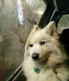 恋爱中的舔狗是什么意思呢-泡学网-奕声情感,PUA,展示面,撩妹,聊天,情感挽回,泡学书籍,迷男方法,泡学网白鹤,搭讪,恋爱技巧,泡妞秘籍,社交软件,怎么追女生