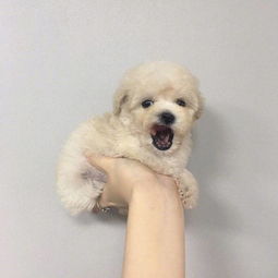 小奶狗男朋友特征-泡学网-奕声情感,PUA,展示面,撩妹,聊天,情感挽回,泡学书籍,迷男方法,泡学网白鹤,搭讪,恋爱技巧,泡妞秘籍,社交软件,怎么追女生