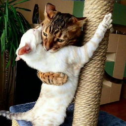 我养你套路聊天,建立深厚的感情?-泡学网-奕声情感,PUA,展示面,撩妹,聊天,情感挽回,泡学书籍,迷男方法,泡学网白鹤,搭讪,恋爱技巧,泡妞秘籍,社交软件,怎么追女生