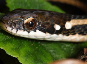 梦见蛇周公解梦,梦见蛇的神秘寓意-泡学网-奕声情感,PUA,展示面,撩妹,聊天,情感挽回,泡学书籍,迷男方法,泡学网白鹤,搭讪,恋爱技巧,泡妞秘籍,社交软件,怎么追女生