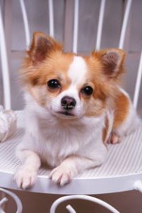 周公解梦狗，解梦预测大全-泡学网-奕声情感,PUA,展示面,撩妹,聊天,情感挽回,泡学书籍,迷男方法,泡学网白鹤,搭讪,恋爱技巧,泡妞秘籍,社交软件,怎么追女生